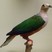 Cinnamon-bellied Imperial-Pigeon